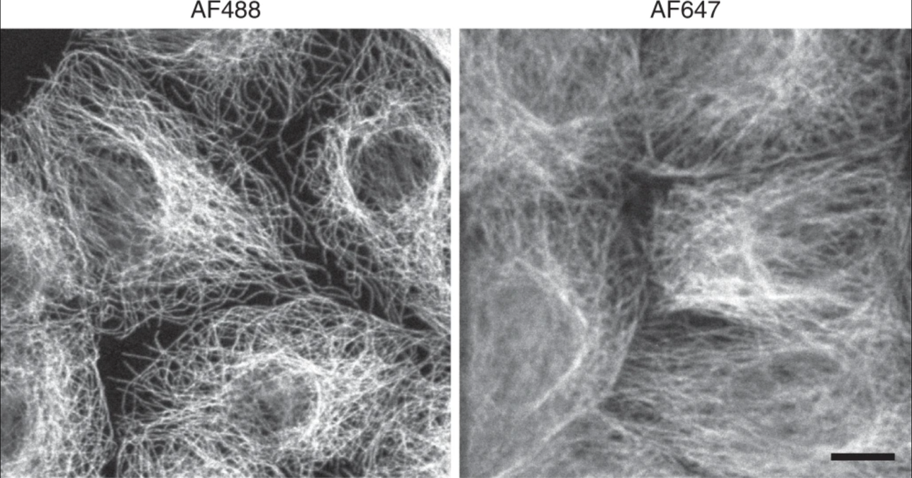 microtubules imaged at 488nm and 647nm